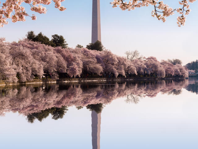 Cherry Blossoms and Washington DC April 1-6, 2027
