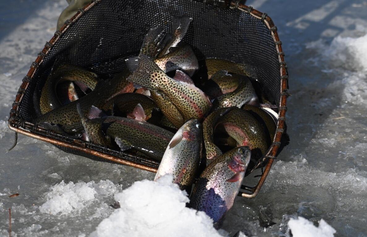 Trout BV County