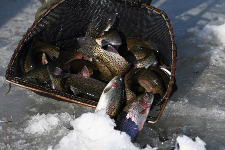 Trout BV County
