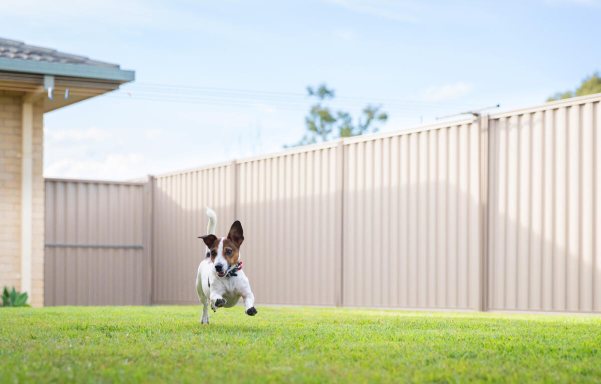Small dog with brown and white coat running across a green lawn in a fenced backyard, wearing a red collar under a blue sky.