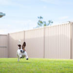 Small dog with brown and white coat running across a green lawn in a fenced backyard, wearing a red collar under a blue sky.