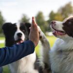 Person high-fiving a brown-and-white Border Collie in a park, with another dog in the background.
