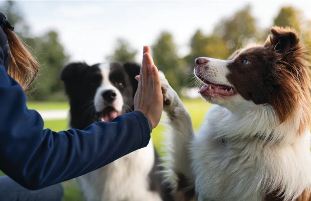 Person high-fiving a brown-and-white Border Collie in a park, with another dog in the background.