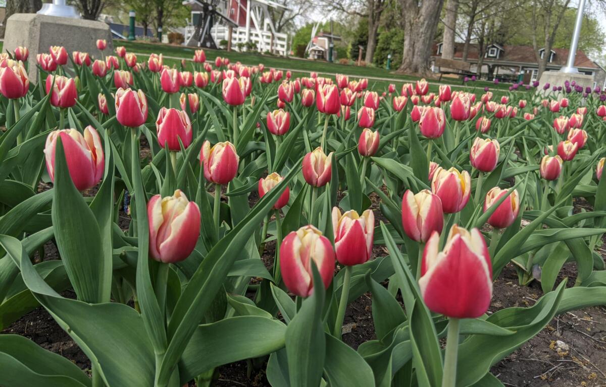 Pink and cream-tipped tulips fill a garden bed in a park, with trees and a playground in the background.