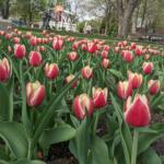 Pink and cream-tipped tulips fill a garden bed in a park, with trees and a playground in the background.