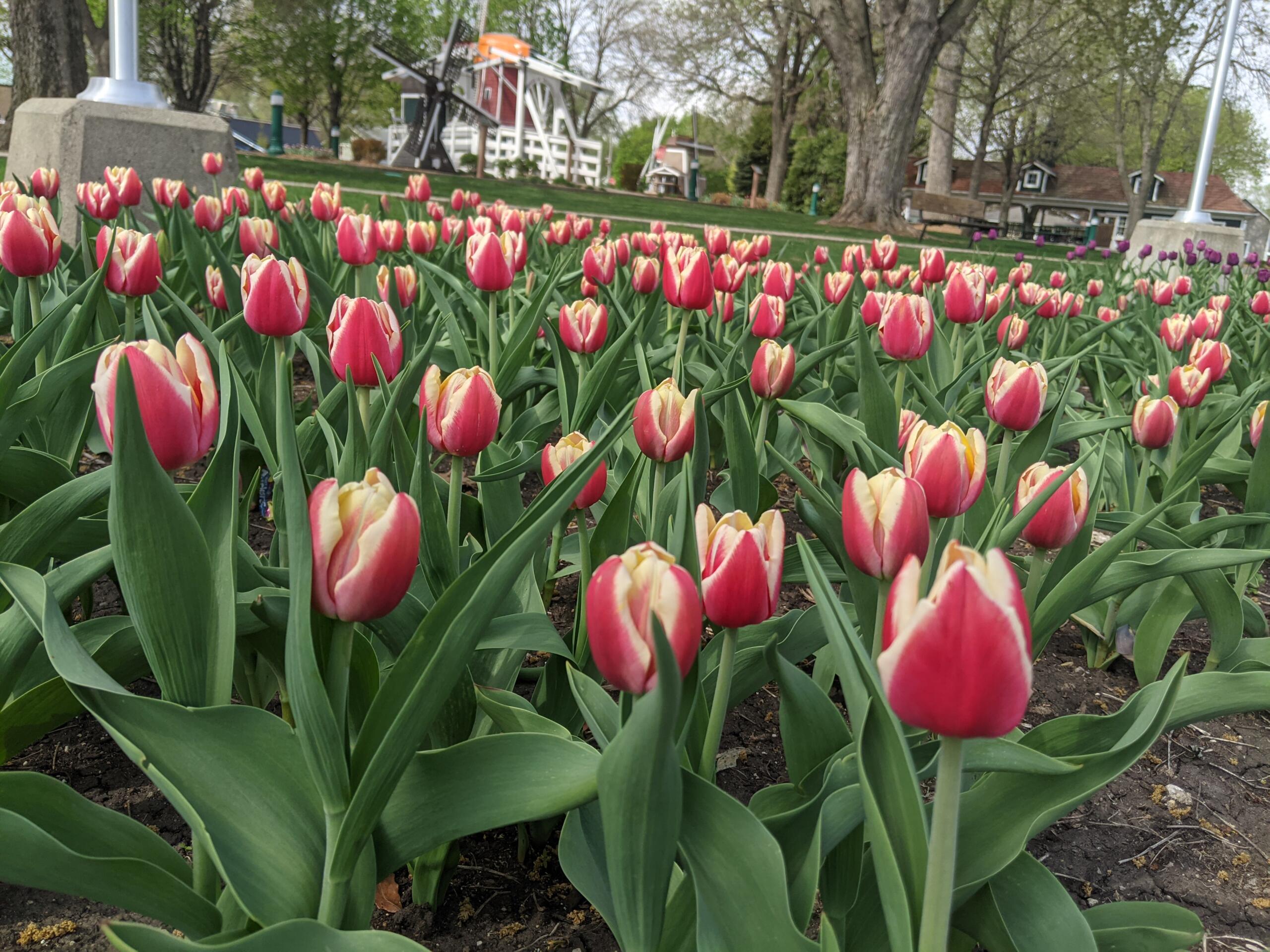 Pink and cream-tipped tulips fill a garden bed in a park, with trees and a playground in the background.