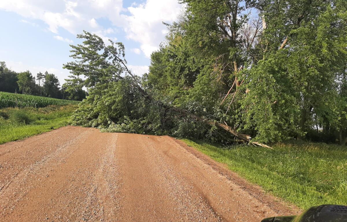 A dirt rural road blocked by a large fallen tree, with green fields and trees on both sides under a blue sky.