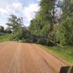 A dirt rural road blocked by a large fallen tree, with green fields and trees on both sides under a blue sky.