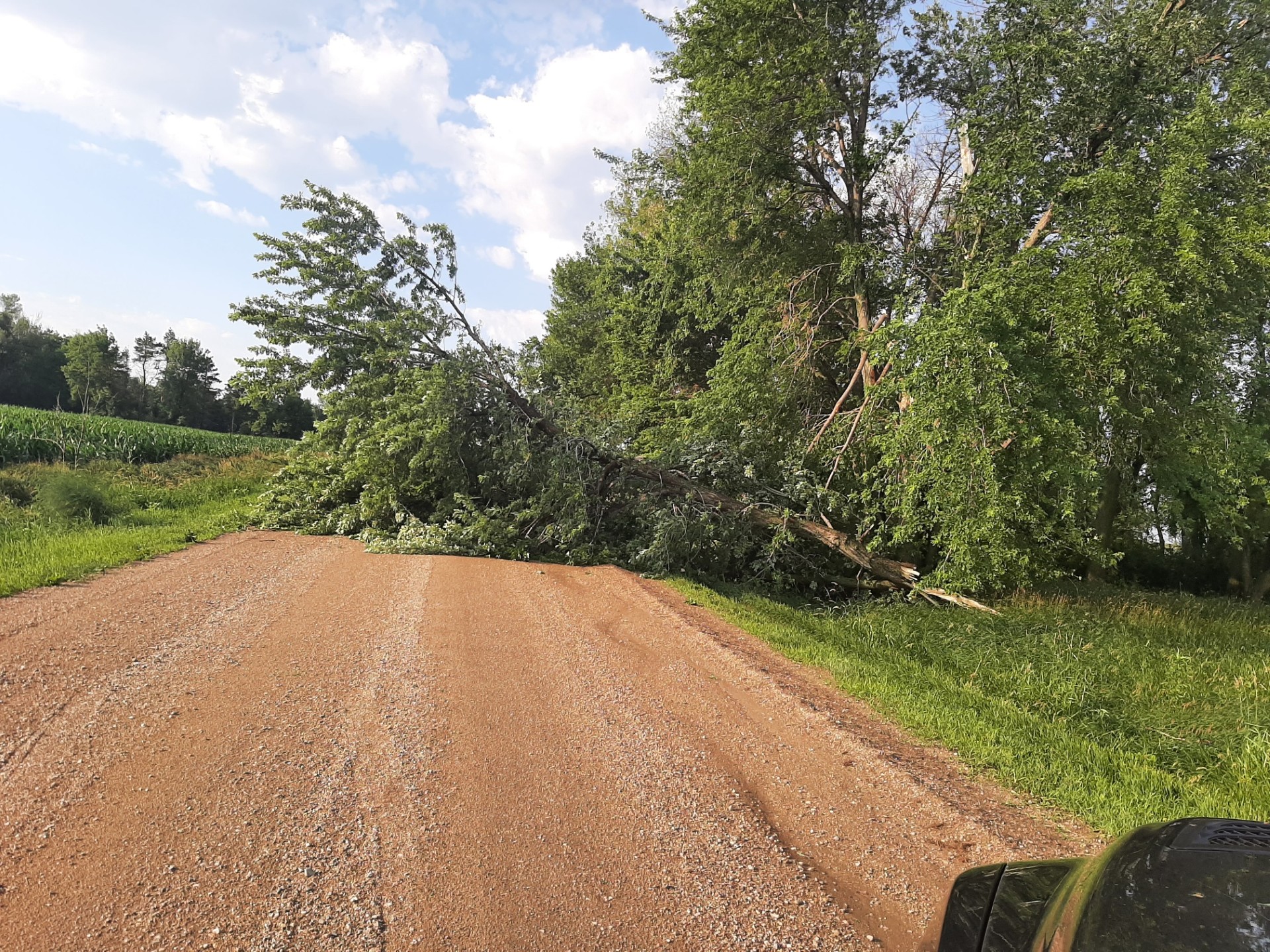 A dirt rural road blocked by a large fallen tree, with green fields and trees on both sides under a blue sky.